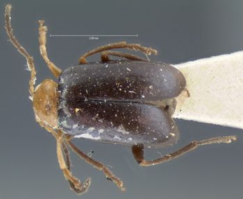 Media type: image; Entomology 18404   Aspect: habitus dorsal view
